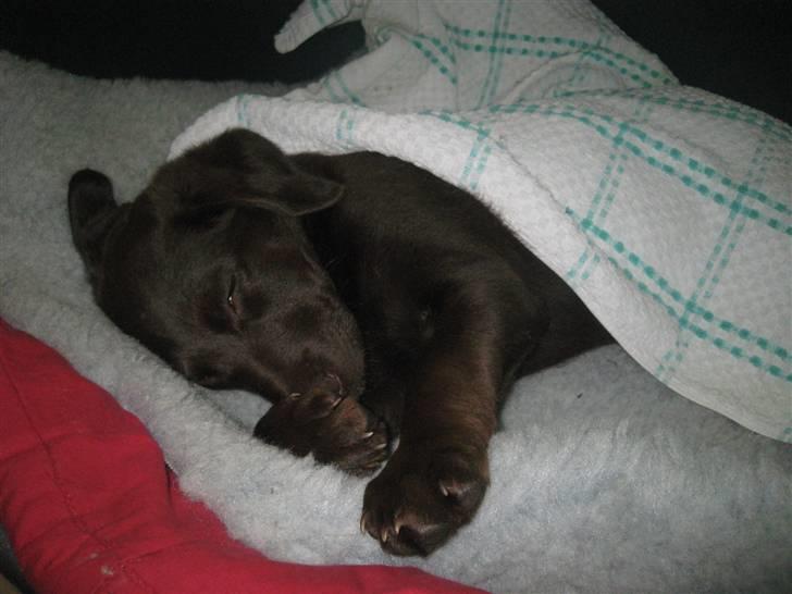 Blanding af racer Aya billede 13