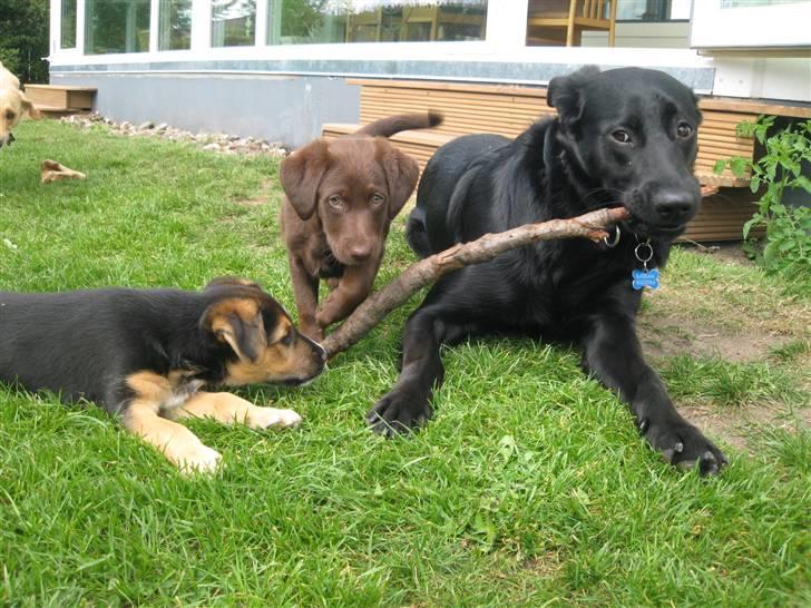 Blanding af racer Aya billede 14