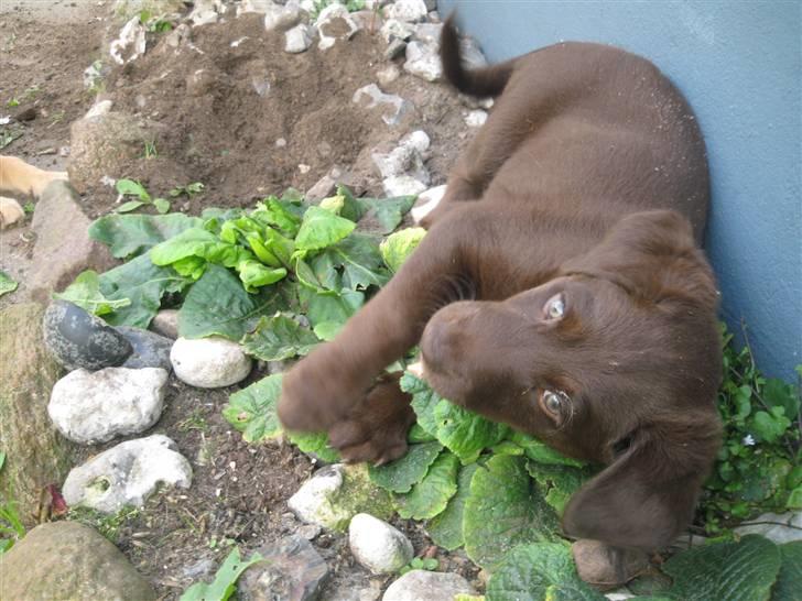 Blanding af racer Aya billede 15