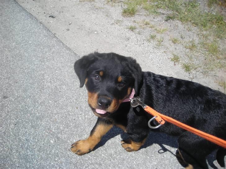 Rottweiler Tika efterlyses billede 1