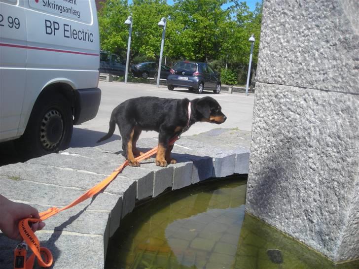 Rottweiler Tika efterlyses billede 2