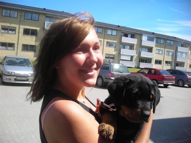 Rottweiler Tika efterlyses billede 3