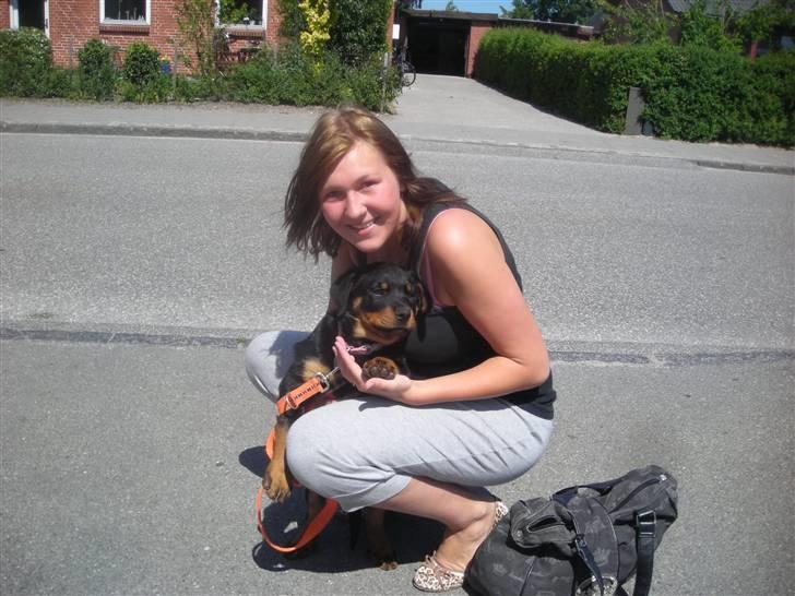 Rottweiler Tika efterlyses billede 4