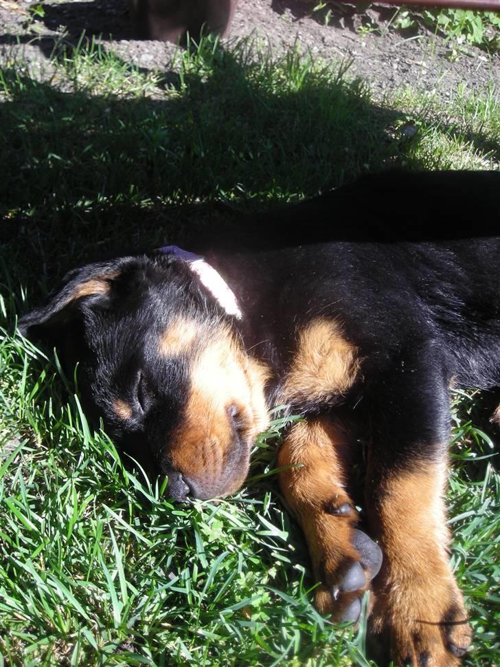 Rottweiler Tika efterlyses billede 5