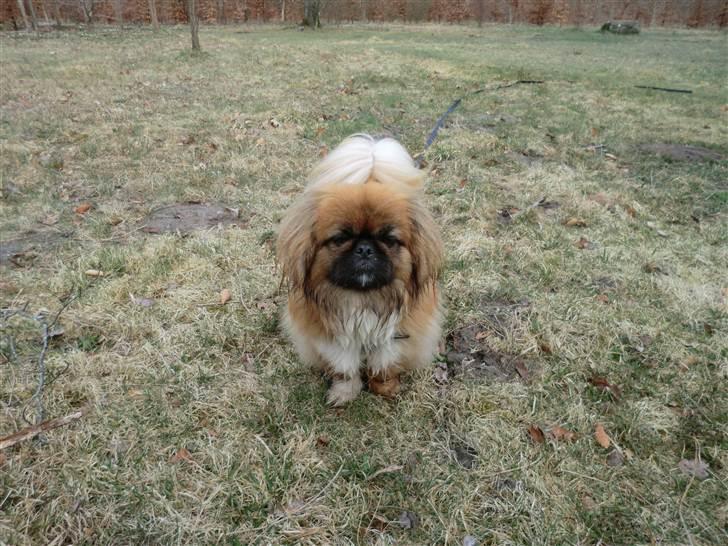 Pekingeser Pjævse - himmelhund  - Min smukke dreng billede 1