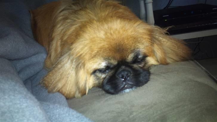 Pekingeser Pjævse - himmelhund  - Man blir´ altså træt i den varme billede 3