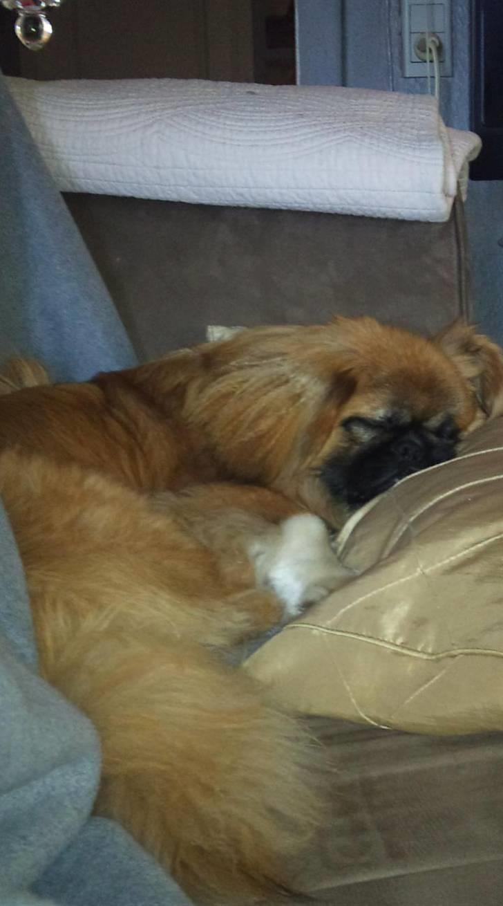 Pekingeser Pjævse - himmelhund  - Har valgt min faste plads i sofaen billede 4