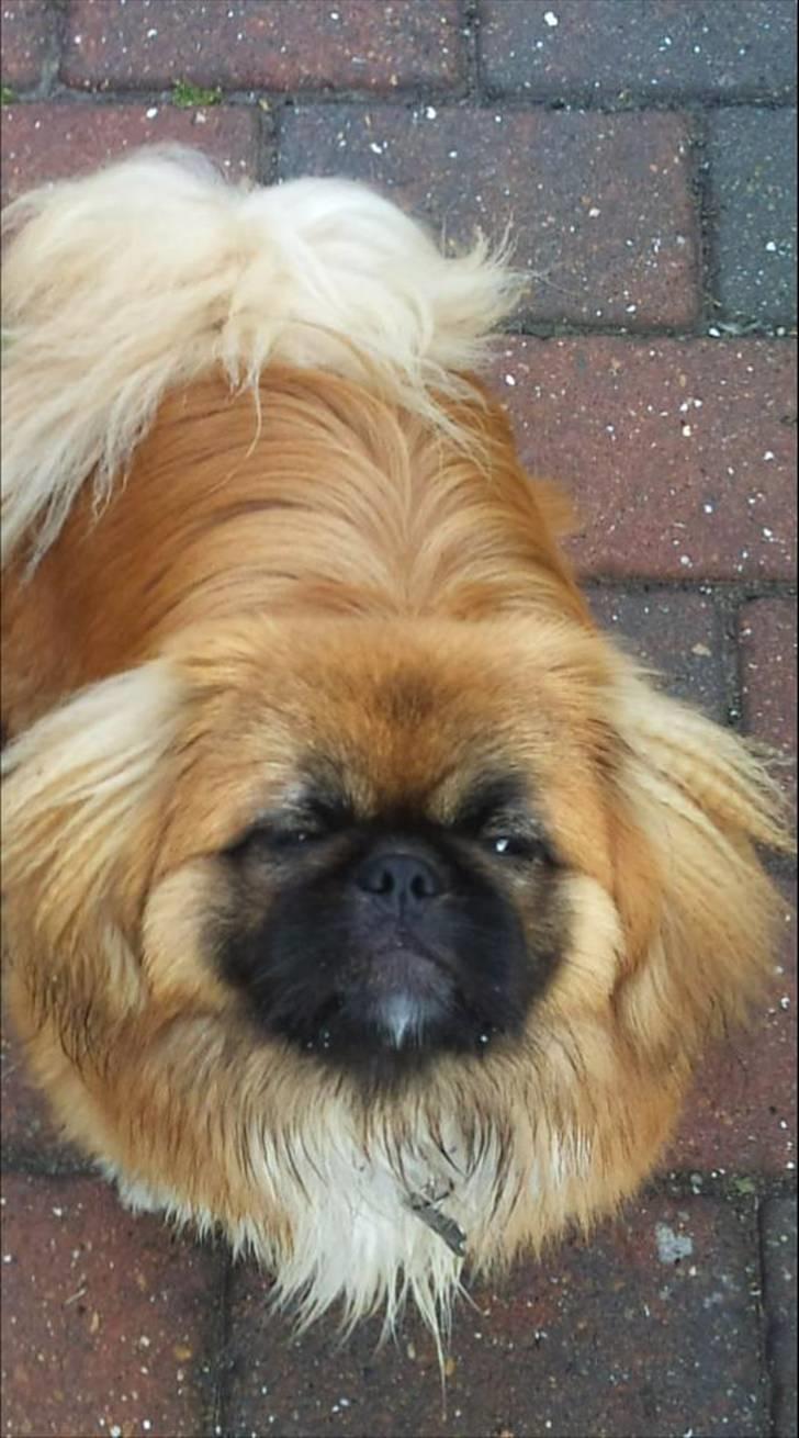 Pekingeser Pjævse - himmelhund  billede 5