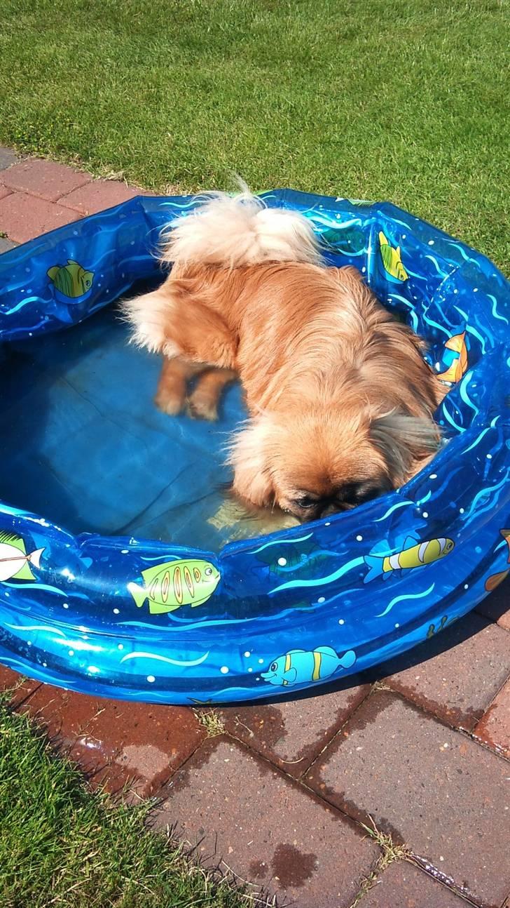 Pekingeser Pjævse - himmelhund  - Er meget glad for storebrors pool ;o) billede 6