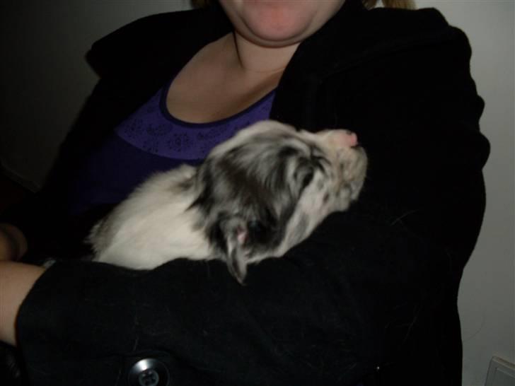 Australian shepherd Shadow billede 2