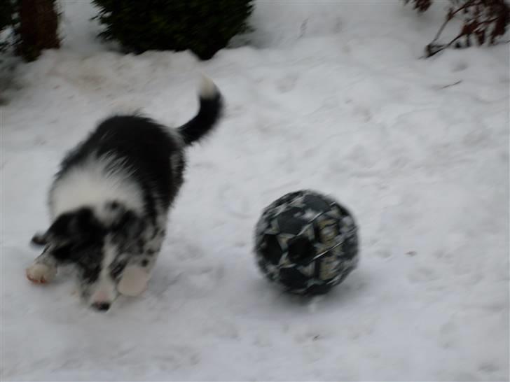 Australian shepherd Shadow billede 4