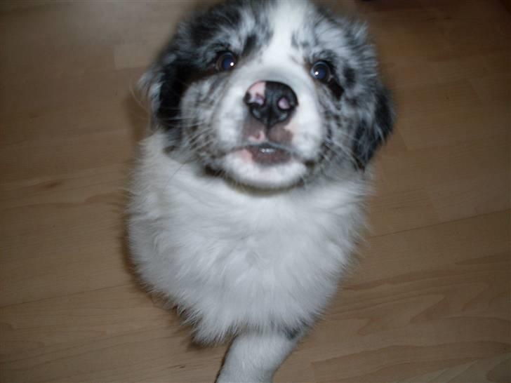 Australian shepherd Shadow billede 5