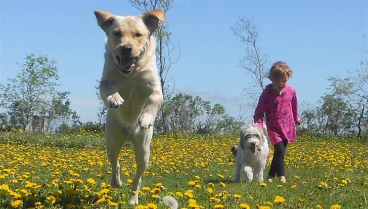 Blanding af racer Silke - Astrid nyder at gå tur med hundene billede 13