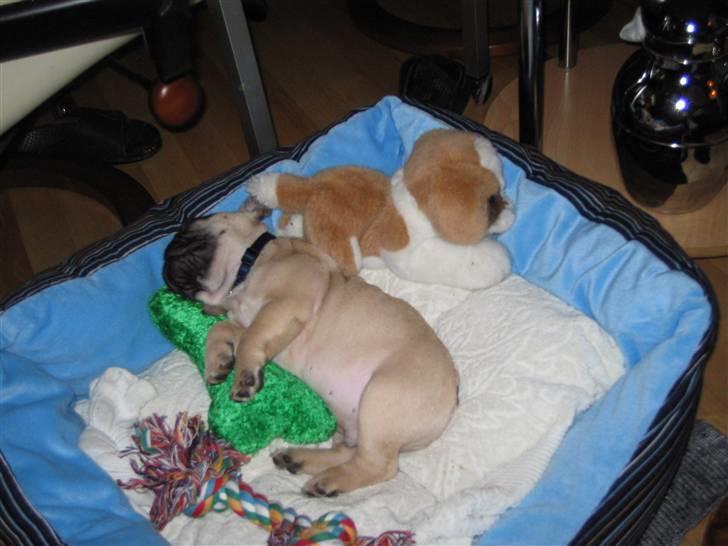 Fransk bulldog Sultan - Godt at sove i min kurv med mine legesager billede 5