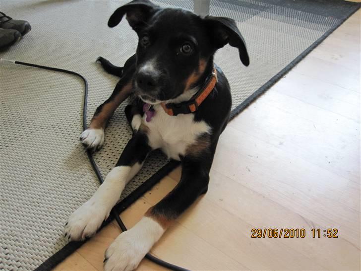 Blanding af racer Daisy billede 9