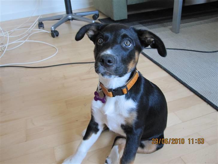 Blanding af racer Daisy billede 10