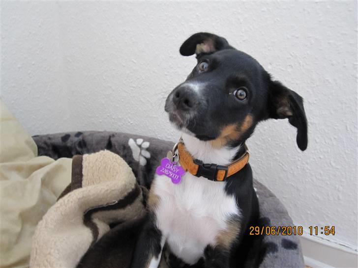 Blanding af racer Daisy billede 11