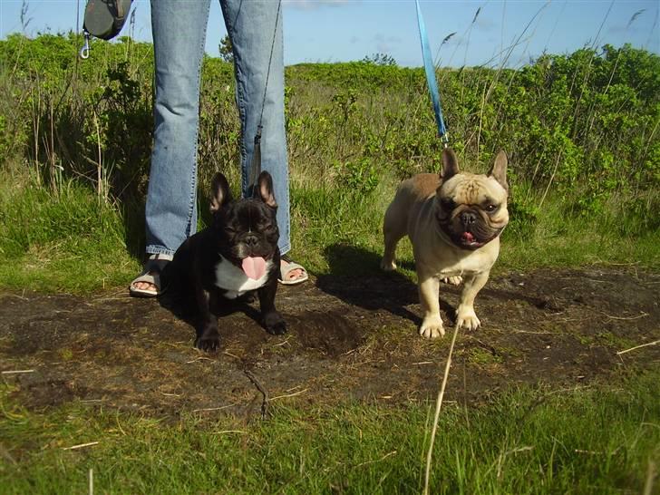 Fransk bulldog Sultan - ude og gå på stranden billede 15