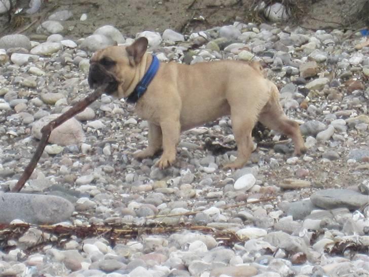 Fransk bulldog Sultan - skøn med en pind på stranden billede 17