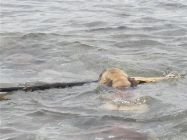 Fransk bulldog Sultan - En dejlig svømme tur efter min pind billede 18
