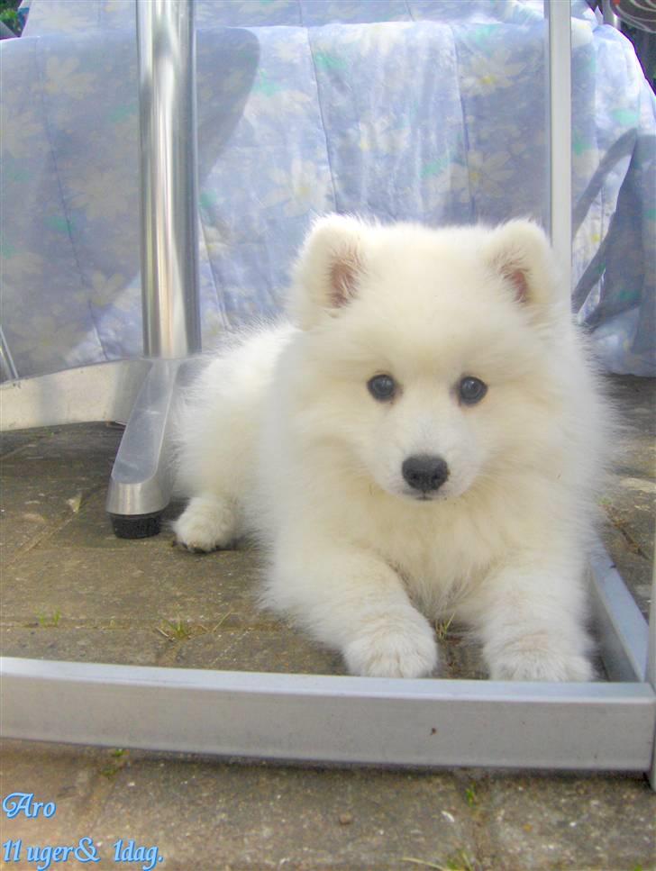 Japansk spids Aro billede 18