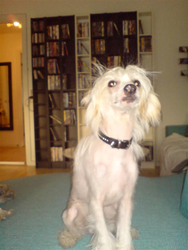 Chinese crested hårløs Spike - Spike 6 mdr. gammel billede 2