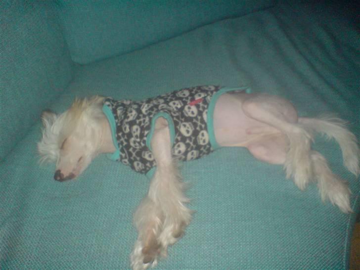 Chinese crested hårløs Spike billede 3