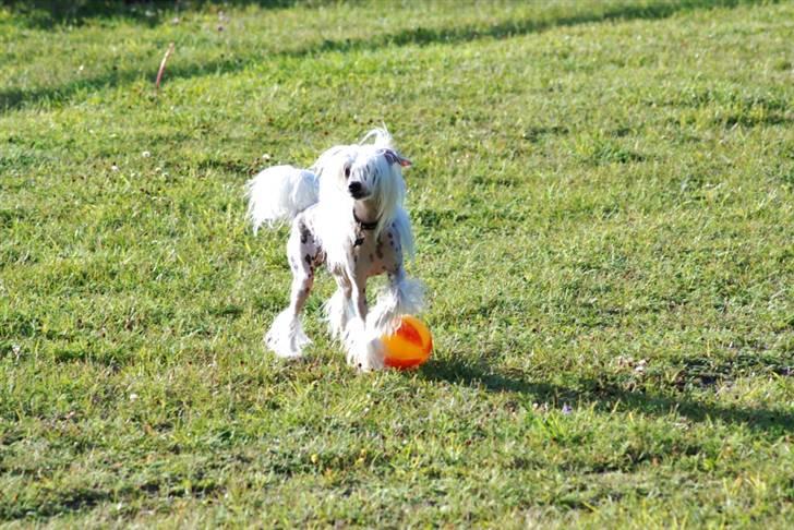 Chinese crested hårløs Spike billede 5