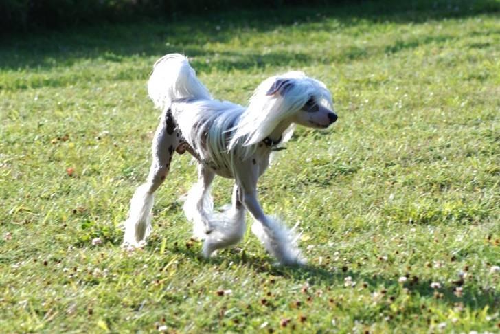 Chinese crested hårløs Spike billede 6