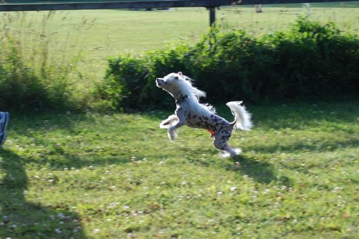 Chinese crested hårløs Spike billede 7