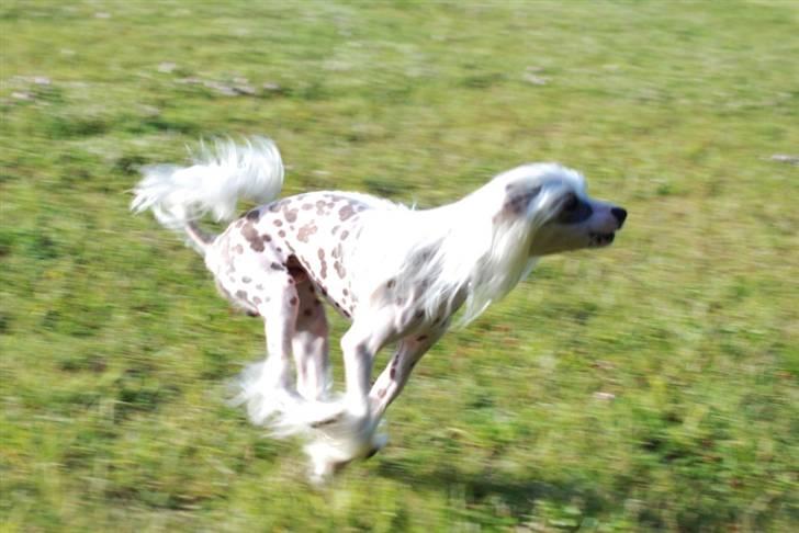 Chinese crested hårløs Spike billede 8