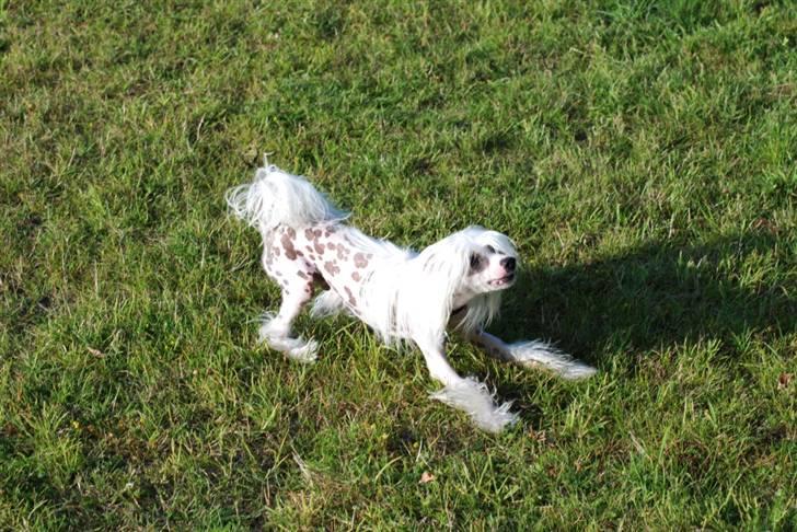 Chinese crested hårløs Spike billede 9