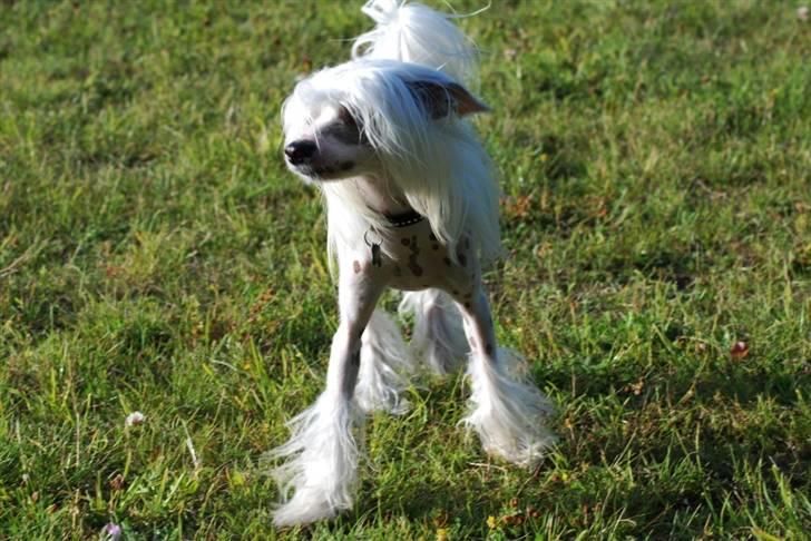 Chinese crested hårløs Spike billede 10