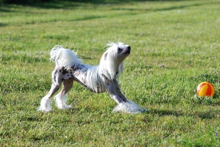 Chinese crested hårløs Spike billede 11