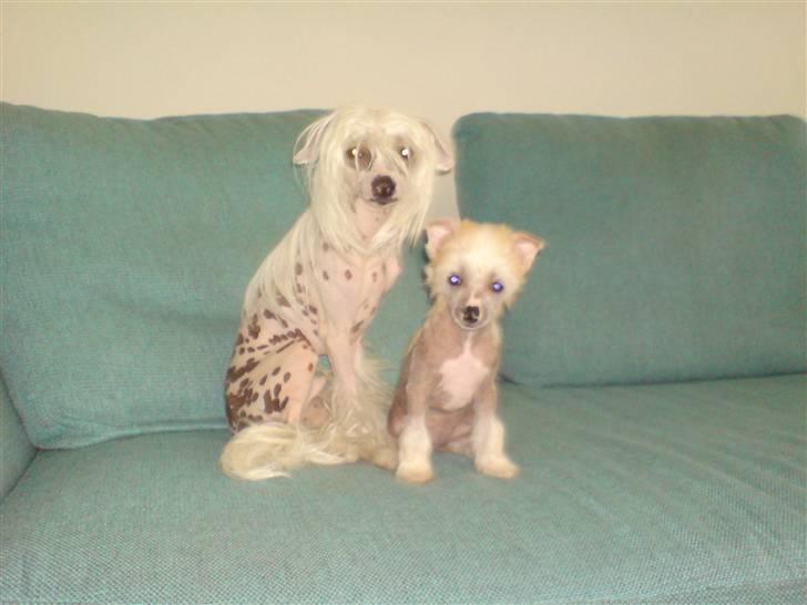 Chinese crested hårløs Spike - Spike og hans smukke halvsøster Lotus billede 13