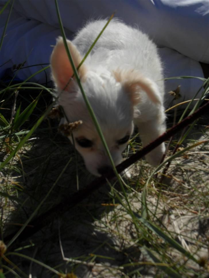 Chihuahua Kiki billede 15