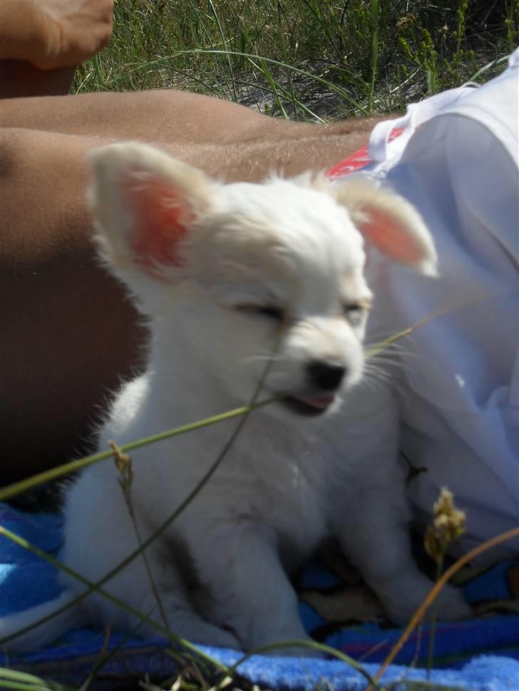 Chihuahua Kiki billede 16