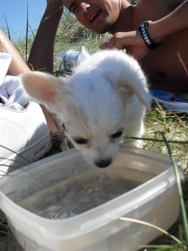 Chihuahua Kiki billede 17