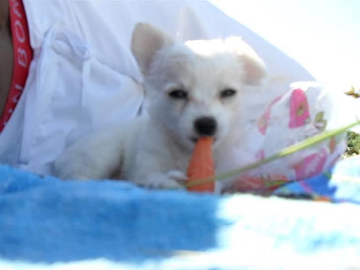 Chihuahua Kiki billede 18