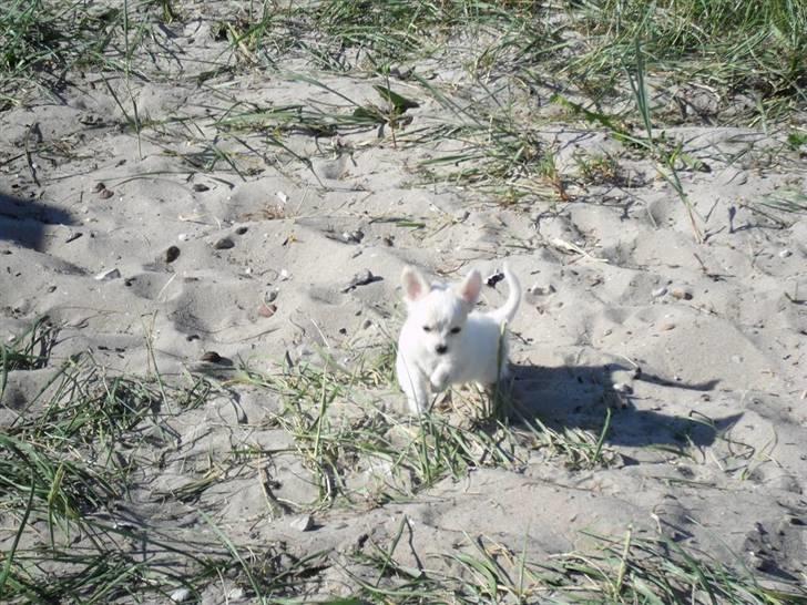 Chihuahua Kiki billede 19