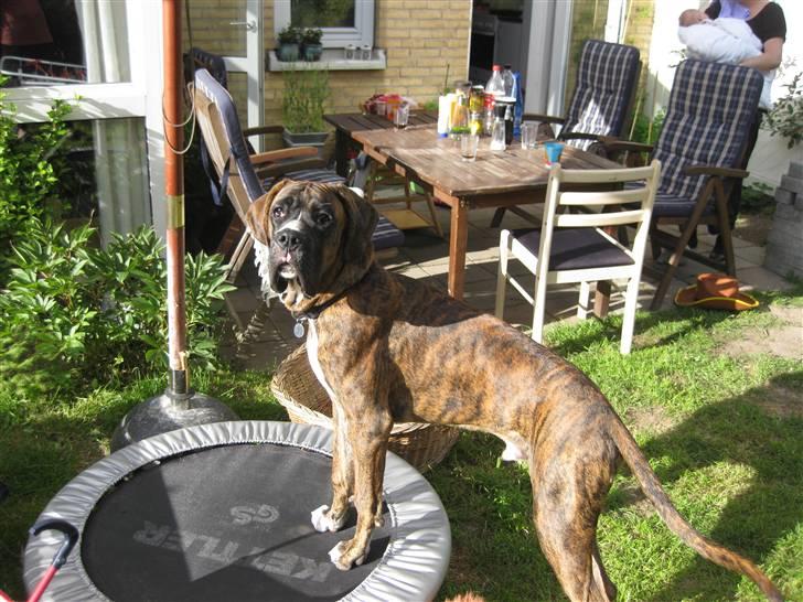 Blanding af racer Elvis billede 15