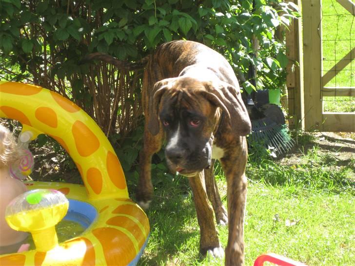 Blanding af racer Elvis billede 16