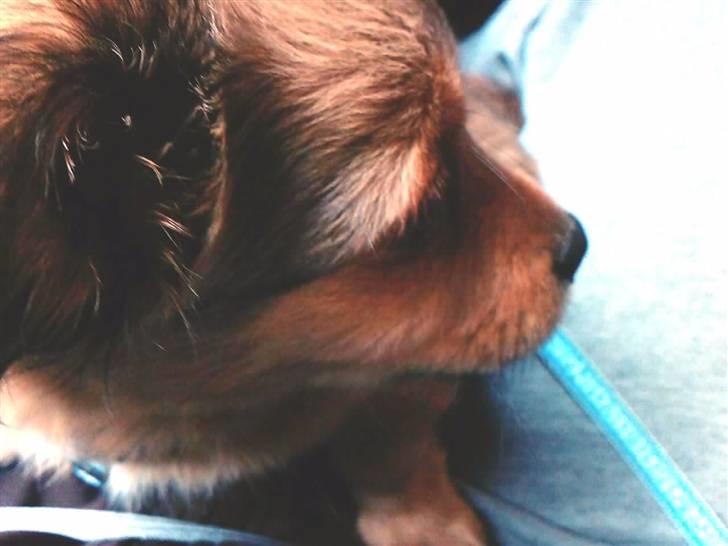 Blanding af racer Loui aka Louise - Fotomodel billede 10