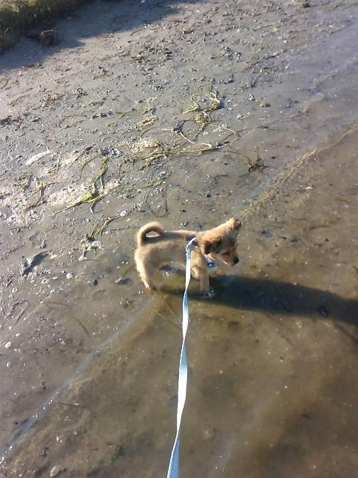 Blanding af racer Loui aka Louise - Loui ude og bade, ved Munkholmbroen..! skal jeg løbe ind igen?? hmm. (: billede 13