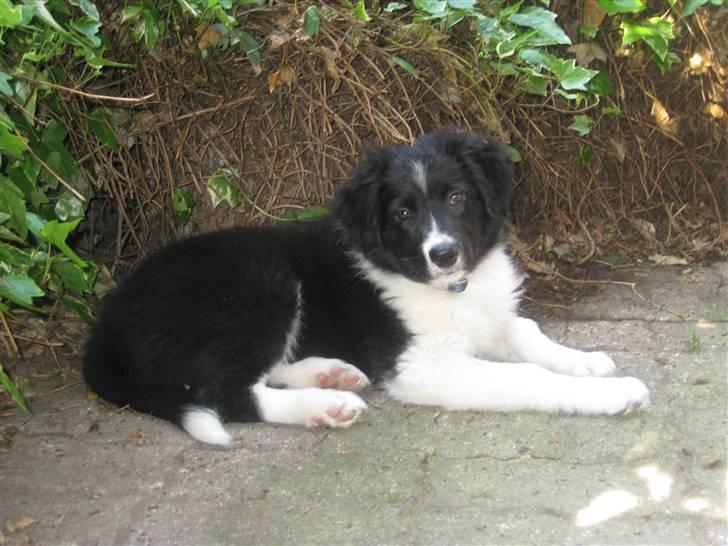 Border collie LP 1 Speedy - Speedy 11 uger  billede 10