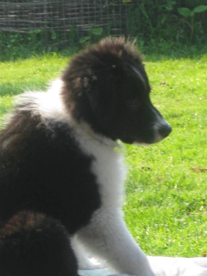 Border collie LP 1 Speedy billede 11