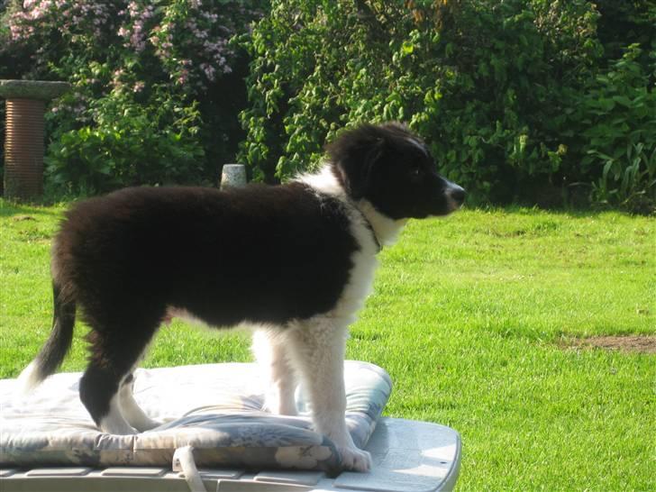 Border collie LP 1 Speedy - Nå hvad skal jeg så lave ;o) billede 12
