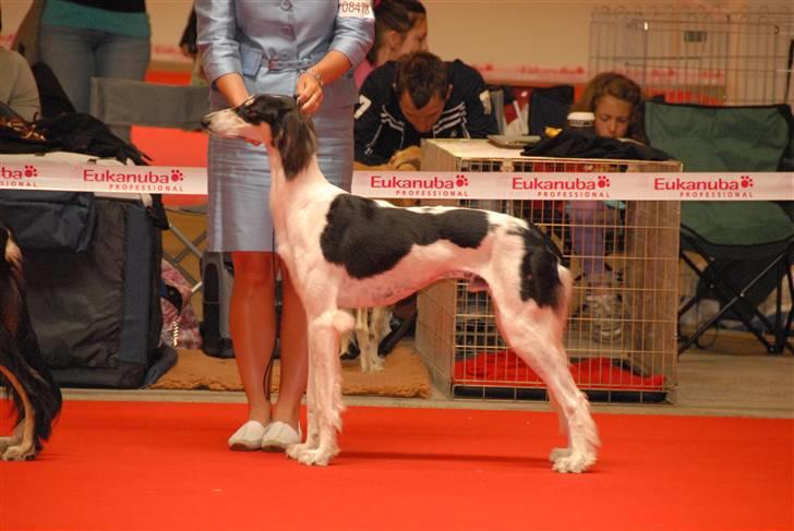 Saluki *Michael Kors DKCH* billede 18