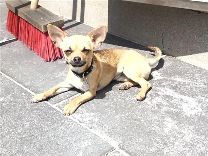 Chihuahua Peanut - Peanut ligger og nyder solens stråler (: billede 1