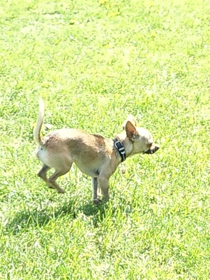 Chihuahua Peanut billede 2